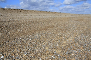 Shingle Prints: Shingle beach habitat with relict storm beach ridge