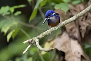 Kingfishers Prints: Shining Blue Kingfisher (Alcedo quadribrachys) adult