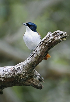 Daintree Prints: Shining Flycatcher (Myiagra alecto) adult female