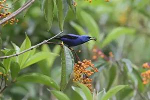 Shining Honeycreeper (Cyanerpes lucidus) adult male, feeding on berries, Costa Rica, february