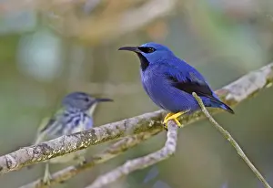 Thraupidae Prints: Shining Honeycreeper (Cyanerpes lucidus isthmicus) adult male