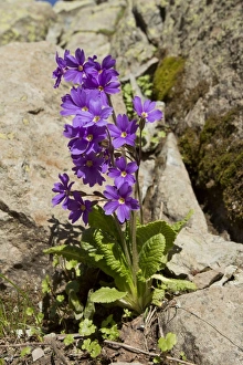 Middle East Prints: Shining Primula (Primula amoena) flowering