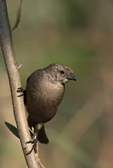 Feathers Prints: Shiny Cowbird (Molothrus bonariensis) adult female