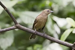 Shiny Cowbird (Molothrus bonariensis) adult female / immature, perched on twig, Trinidad, Trinidad and Tobago, November