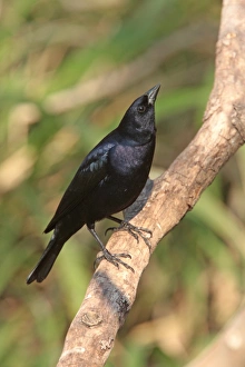 Icterids Prints: Shiny Cowbird (Molothrus bonariensis) adult male