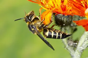 Powys Prints: Shiny-vented Sharp-tail Bee (Coelioxys inermis) adult female