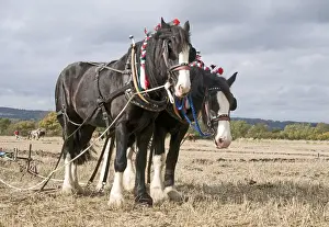 Horse Prints: Shire Horse, two adults, working, team at ploughing match, Hampshire, England