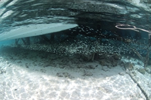 Sipadan Prints: Shoal of small fish beside jetty, Sipadan island, Sabah, Borneo, Malaysia