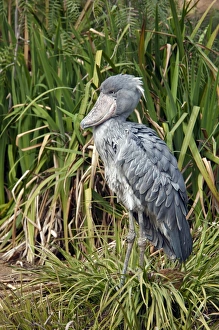 Stork Prints: Shoebill (Balaeniceps rex) adult, standing amongst vegetation (captive)