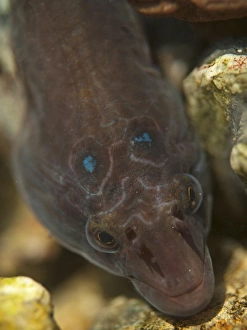 Rock Pools Prints: Shore Clingfish (Lepadogaster lepadogaster) adult