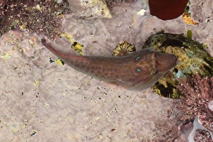 Shallows Prints: Shore Clingfish (Lepadogaster purpurea) adult