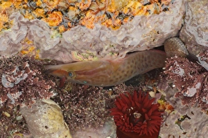 Shore Clingfish (Lepadogaster purpurea) adult, in rockpool at low tide, Sennon Cove, Cornwall, England, November