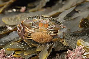 Decapoda Prints: Shore Crab (Carcinus maenas) adult female
