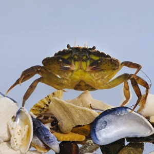 Decapoda Prints: Shore Crab (Carcinus maenas) juvenile, climbing over seashells, Joss Bay, Kent, England