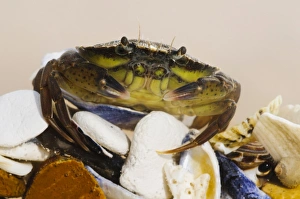 Shore Crab (Carcinus maenas) juvenile, clambering over seashells, Joss Bay, Kent, England