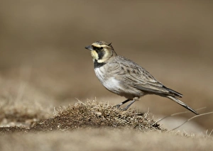 Atlas Prints: Shore Lark (Eremophila alpestris) adult, standing on ground, Oukaimeden, Morocco, february