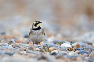 Shore Lark (Eremophila alpestris) adult, winter plumage, standing on shingle beach, Suffolk, England, november