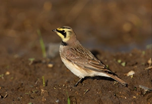 Shore Lark (Eremophila alpestris) adult, standing in arable field, Norfolk, England, november