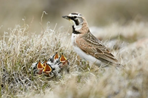 Begging Prints: Shore Lark (Eremophila alpestris) adult female