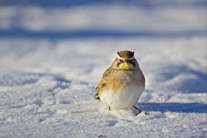Shore Lark (Eremophila alpestris) adult male, standing on snow, Bosque del Apache National Wildlife Refuge, New Mexico