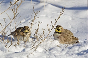 S Eed Prints: Shore Lark (Eremophila alpestris) two adult males