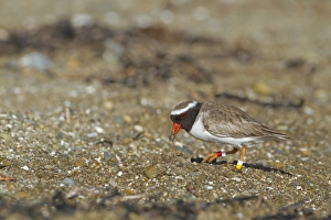 Shore Plover (Thinornis novaeseelandiae) adult, wearing leg rings, foraging on beach, New Zealand, november