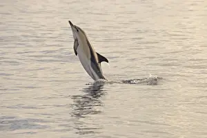 Short-beaked Common Dolphin (Delphinus delphis) adult, leaping out off water, Azores, June