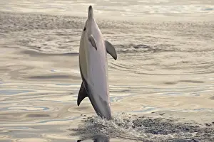 Short-beaked Common Dolphin (Delphinus delphis) adult, leaping out of water, Azores, June