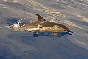 Short-beaked Common Dolphin (Delphinus delphis) adult, porpoising, Azores, June