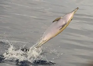 Short-beaked Common Dolphin (Delphinus delphis) adult, leaping out of water, Azores, June