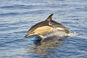 Short-beaked Common Dolphin (Delphinus delphis) adult, porpoising, Azores, June