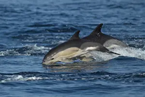 Cetaceans Prints: Short-beaked Common Dolphin (Delphinus delphis) two adults