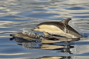 Short-beaked Common Dolphin (Delphinus delphis) two adults, porpoising, Azores, June