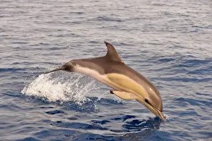 Short-beaked Common Dolphin (Delphinus delphis) calf, porpoising, Azores, June