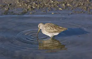 Short-billed Dowitcher (Limnodromus griseus) adult, winter plumage, feeding in lagoon, Elkhorn Slough, California, U. S. A. november