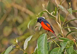 Campephagidae Prints: Short-billed Minivet (Pericrocotus brevirostris brevirostris) adult male