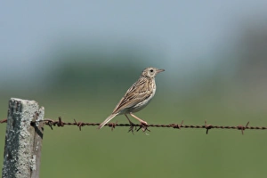 Short-billed Pipit (Anthus furcatus) adult, perched on barbed wire fence, Haras del Sur, Buenos Aires, Argentina, october