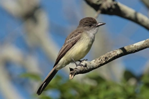 Fly Catcher Prints: Short-crested Flycatcher (Myiarchus ferox) adult