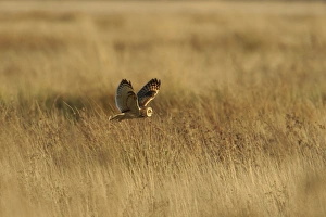 Short-eared Owl (Asio flammeus) adult, in flight, hunting over field, Worlaby Carrs, Lincolnshire, England, November