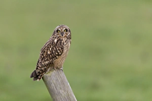 Short-eared Owl (Asio flammeus) adult, standing on post, Suffolk, England, December