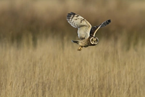 Short-eared Owl (Asio flammeus) adult, in flight, hunting over rough grassland, Pilling Moss, The Fylde, Lancashire