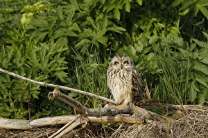 Short-eared Owl (Asio flammeus) adult, roosting on stems, Akureyri, Northern Iceland, June