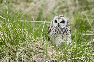 Short-eared Owl (Asio flammeus) adult, standing in long grass, Iceland, June