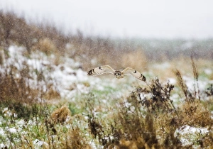 Snow Falls Prints: Short-eared Owl (Asio flammeus) adult