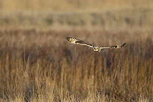 Short-eared Owl (Asio flammeus) adult, in flight, hunting over rough grassland, Isle of Sheppey, Kent, England, december