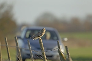 Cars Prints: Short-eared Owl (Asio flammeus) adult