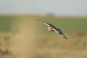 Short-eared Owl (Asio flammeus) adult, in flight, hunting over rough grassland, Isle of Sheppey, Kent, England, december