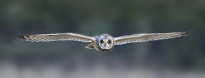 Short-eared Owl (Asio flammeus) adult, in flight, hunting over meadow, Leicestershire, England, december