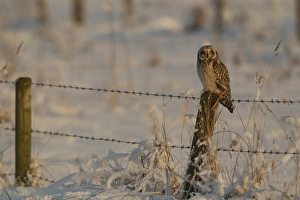 Short-eared Owl (Asio flammeus) adult, perched on fencepost in snow, Lincolnshire, England, january