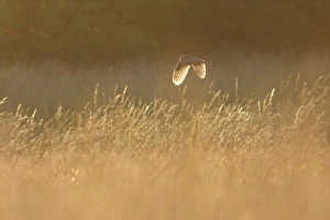 Short-eared Owl (Asio flammeus) adult, in flight over set-a-side field at dusk, West Yorkshire, England, july